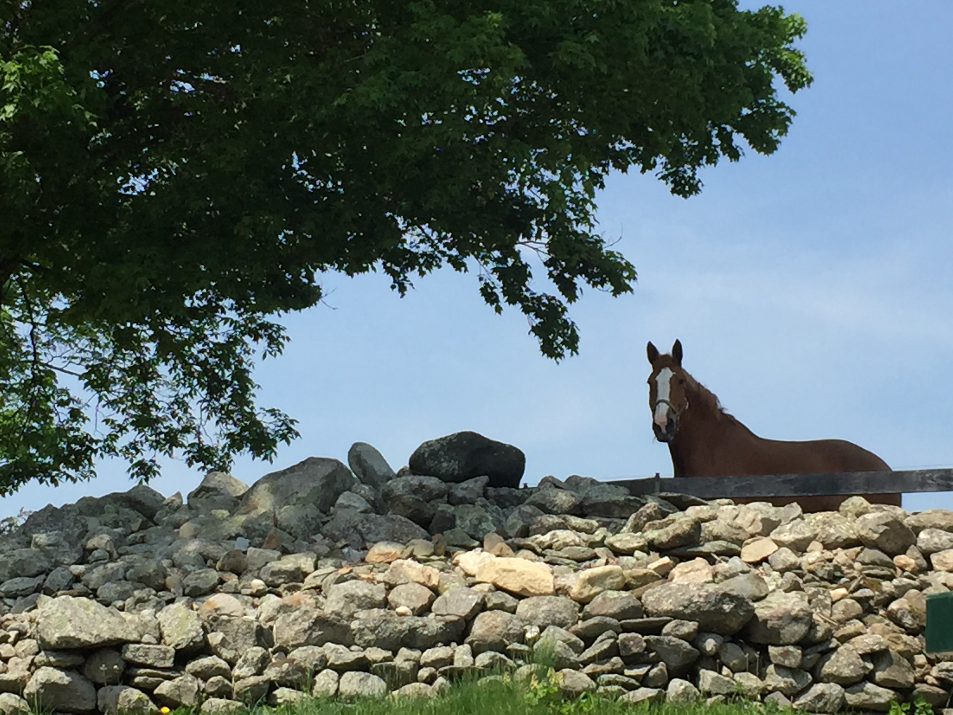 Horse peeking over a New England stone wall