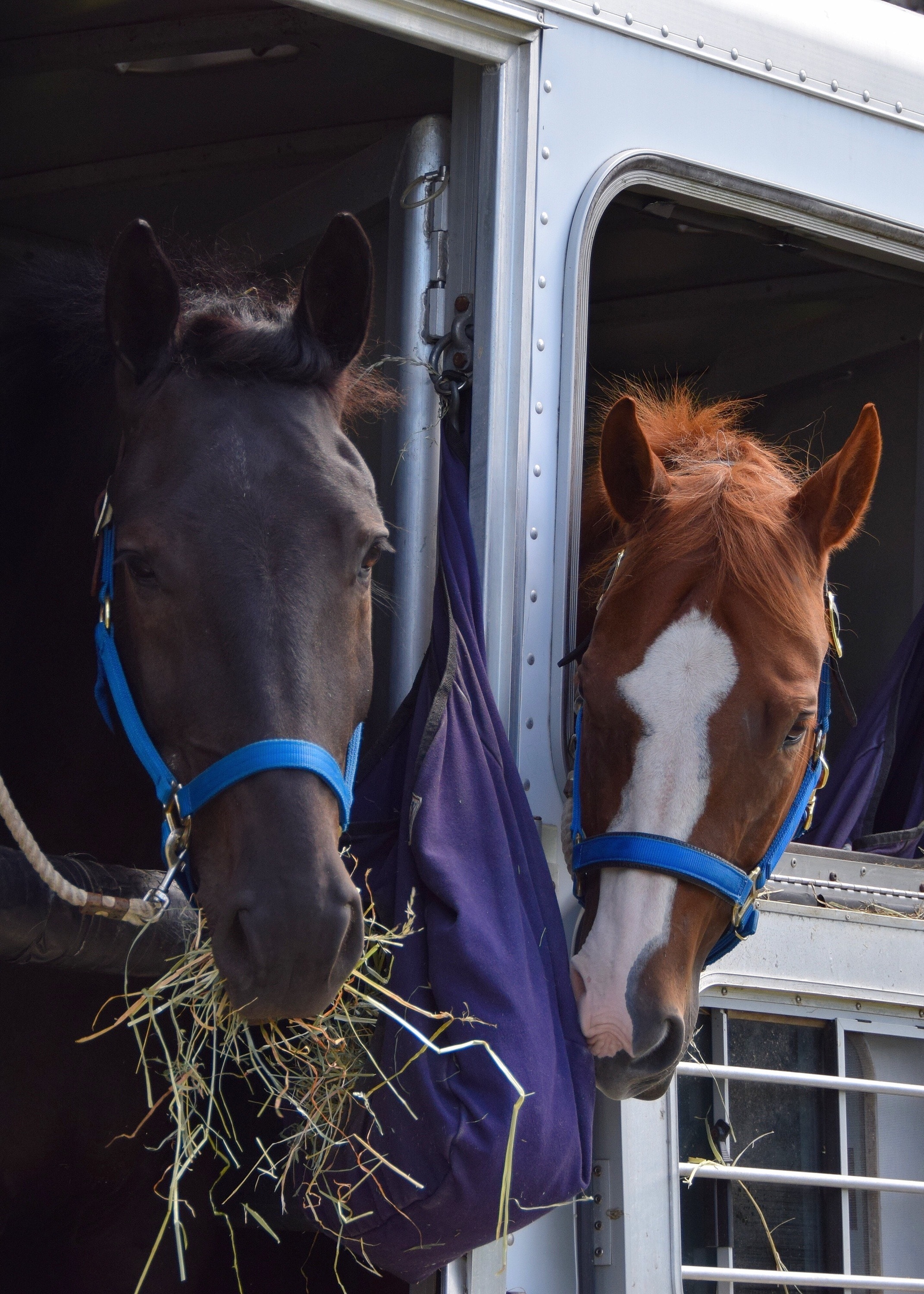 Two horses looking out of a trailer