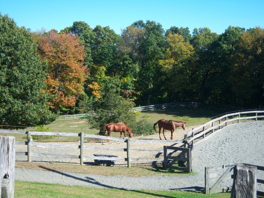 Horses grazing in paddock with fall foliage