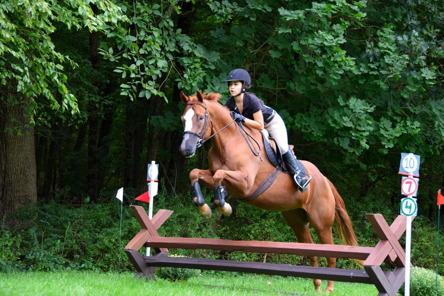 Rider jumping a chestnut horse
