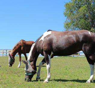 Horses grazing peacefully in a Sunny Brook Farm pasture
